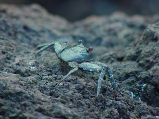 Crab