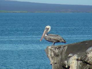 Pelican